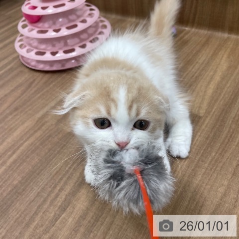 スコティッシュフォールドの写真