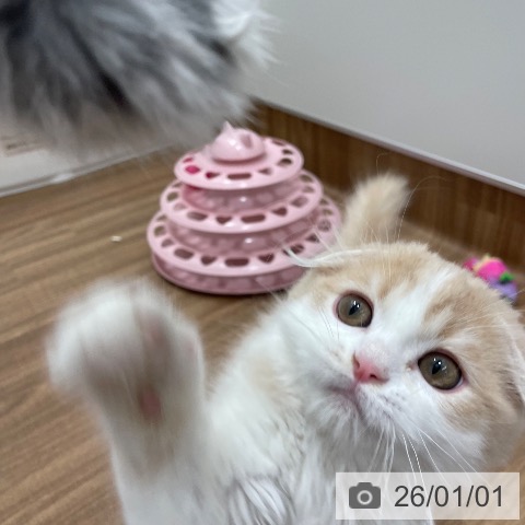 スコティッシュフォールドの写真