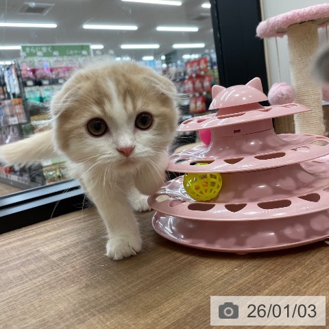 スコティッシュフォールドの写真