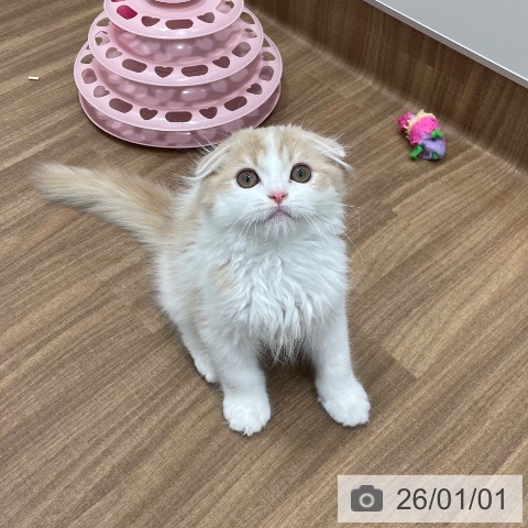 スコティッシュフォールドの写真