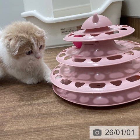 スコティッシュフォールドの写真