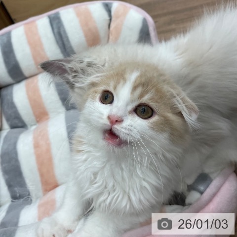 茨城県のスコティッシュフォールド (ペッツワン つくば店/2025年9月28日生まれ/男の子/クリームホワイト)の子猫の4枚目の画像