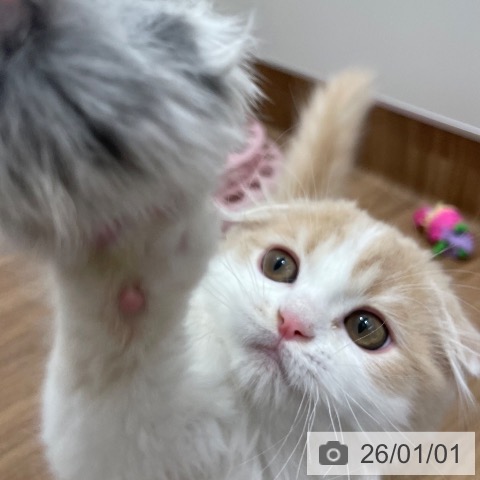 茨城県のスコティッシュフォールド (ペッツワン つくば店/2025年9月28日生まれ/男の子/クリームホワイト)の子猫の3枚目の画像