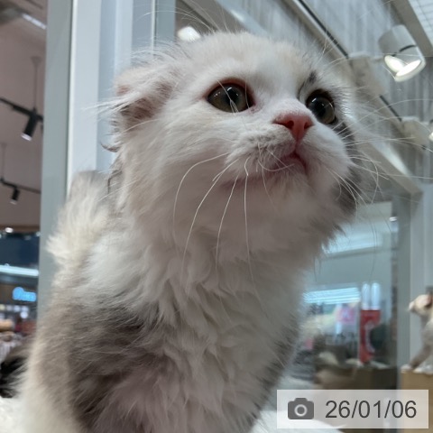 群馬県のスコティッシュフォールド (ペットプラス イオンモール太田店/2025年9月28日生まれ/女の子/ダイリュートキャリコ)の子猫の4枚目の画像