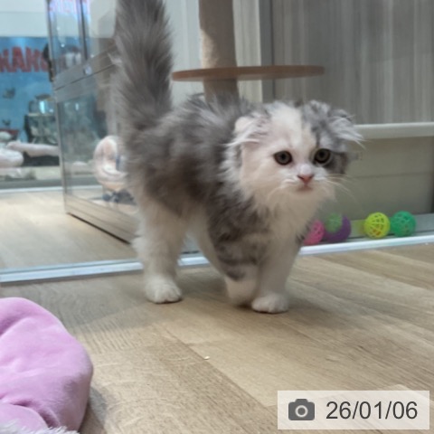 群馬県のスコティッシュフォールド (ペットプラス イオンモール太田店/2025年9月28日生まれ/女の子/ダイリュートキャリコ)の子猫の3枚目の画像