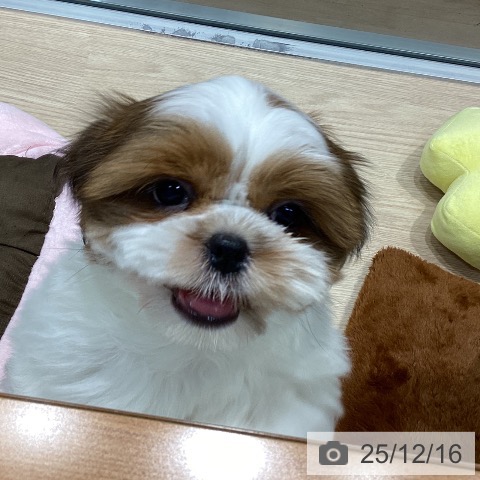 千葉県のシーズー (ペットプラス 柏店/2025年10月7日生まれ/男の子/ゴールドホワイト)の子犬の4枚目の画像