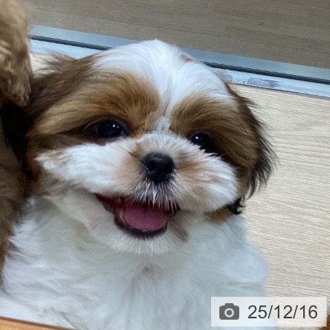 千葉県のシーズー (ペットプラス 柏店/2025年10月7日生まれ/男の子/ゴールドホワイト)の子犬の3枚目の画像