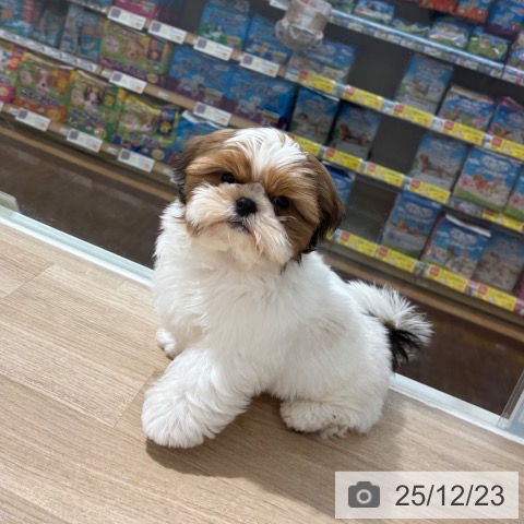 埼玉県のシーズー (ペットプラス 所沢店/2025年10月7日生まれ/男の子/ゴールドホワイト)の子犬の3枚目の画像