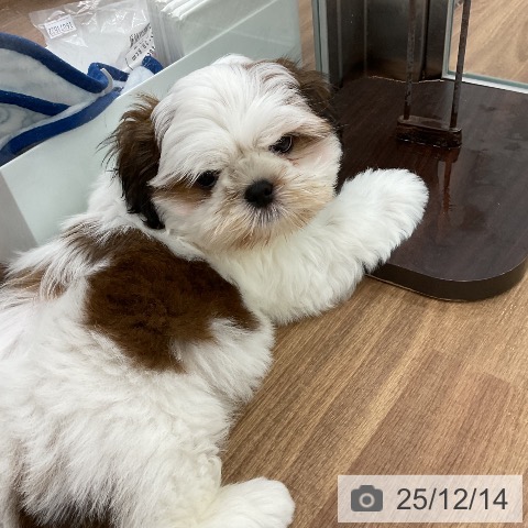 茨城県のシーズー (ペッツワン 古河店/2025年10月7日生まれ/女の子/ゴールドホワイト)の子犬の4枚目の画像