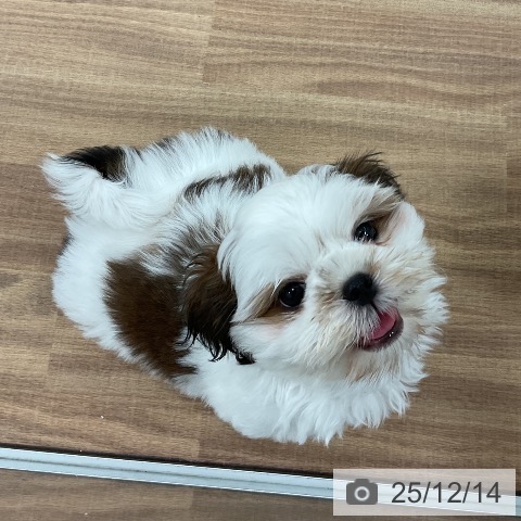 茨城県のシーズー (ペッツワン 古河店/2025年10月7日生まれ/女の子/ゴールドホワイト)の子犬の3枚目の画像