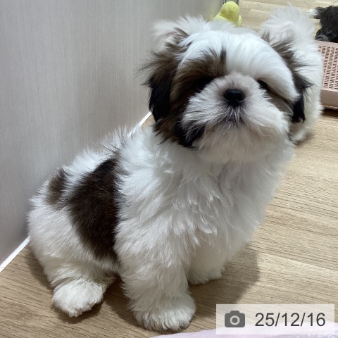 シー・ズーの写真