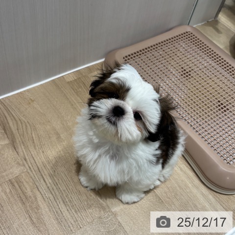 千葉県のシーズー (ペットプラス 木更津店/2025年10月8日生まれ/男の子/ゴールドホワイト)の子犬の3枚目の画像