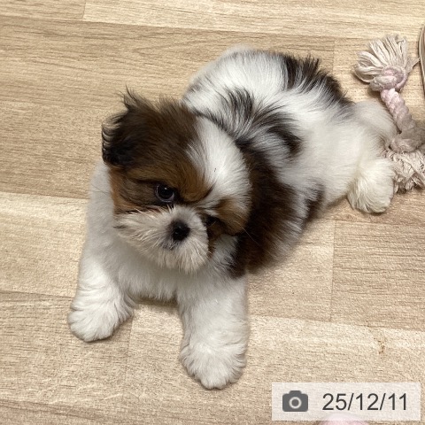 シー・ズーの写真