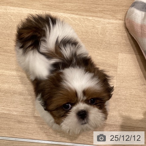 シー・ズーの写真