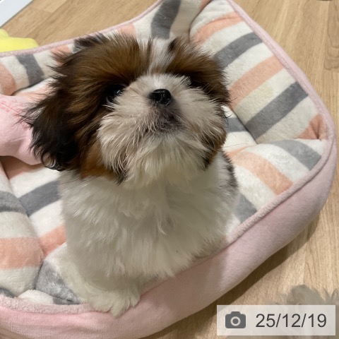 東京都のシーズー (ペットプラス 立川高島屋S.C.店/2025年10月8日生まれ/男の子/ゴールドホワイト)の子犬の4枚目の画像