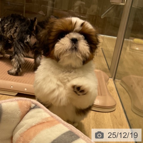 東京都のシーズー (ペットプラス 立川高島屋S.C.店/2025年10月8日生まれ/男の子/ゴールドホワイト)の子犬の3枚目の画像