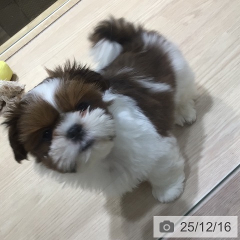 神奈川県のシーズー (ペットプラス 川崎ルフロン店/2025年10月8日生まれ/女の子/ゴールドホワイト)の子犬の3枚目の画像