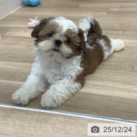 千葉県のシーズー (ペットプラス 船橋店/2025年10月8日生まれ/女の子/ゴールドホワイト)の子犬の3枚目の画像