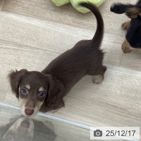 東京都のミニチュアダックスフンド(ロング) (ペットプラス むさし村山店/2025年10月3日生まれ/男の子/チョコレートイエロー)の子犬の3枚目の画像