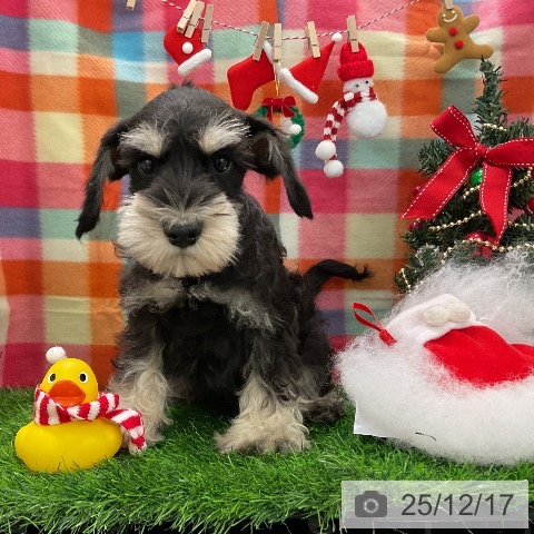 千葉県のミニチュアシュナウザー (ペットプラス コトエ流山おおたかの森店/2025年10月6日生まれ/男の子/ブラックシルバー)の子犬の4枚目の画像