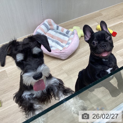 宮城県のミニチュアシュナウザー (ペットプラス 仙台泉大沢店/2025年10月6日生まれ/男の子/ブラックシルバー)の子犬の4枚目の画像