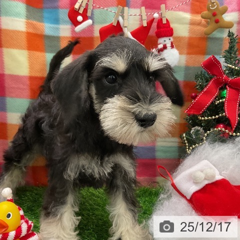 千葉県のミニチュアシュナウザー (ペットプラス コトエ流山おおたかの森店/2025年10月6日生まれ/男の子/ブラックシルバー)の子犬の3枚目の画像