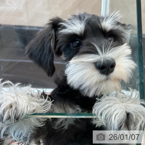 千葉県のミニチュアシュナウザー (ペットプラス コトエ流山おおたかの森店/2025年10月6日生まれ/男の子/ブラックシルバー)の子犬の3枚目の画像