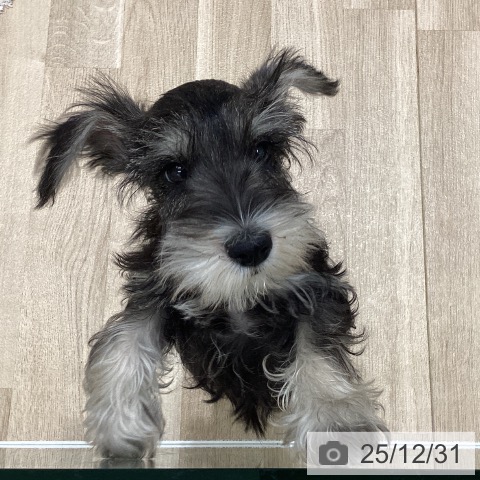 岩手県のミニチュアシュナウザー (ペットプラス 盛岡南店/2025年10月6日生まれ/男の子/ソルトペッパー)の子犬の3枚目の画像