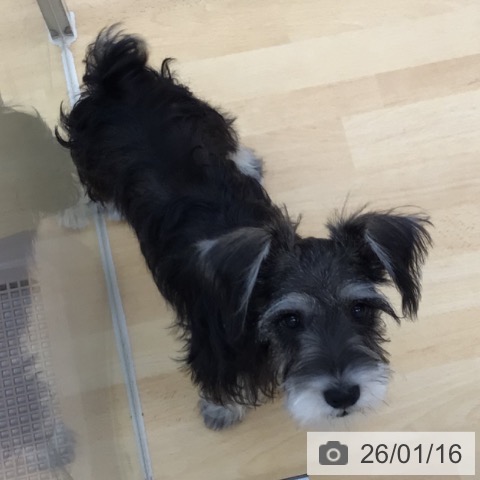 青森県のミニチュアシュナウザー (ペットプラス 青森浜田店/2025年10月6日生まれ/男の子/ソルトペッパー)の子犬の4枚目の画像