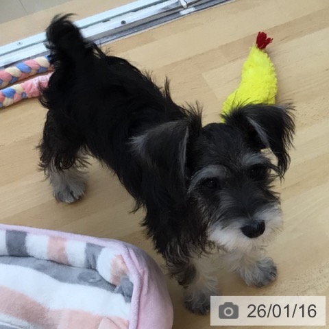 青森県のミニチュアシュナウザー (ペットプラス 青森浜田店/2025年10月6日生まれ/男の子/ソルトペッパー)の子犬の3枚目の画像