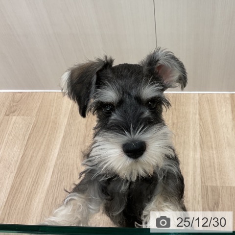 神奈川県のミニチュアシュナウザー (ペットプラス 天王町店/2025年10月6日生まれ/男の子/ソルトペッパー)の子犬の3枚目の画像