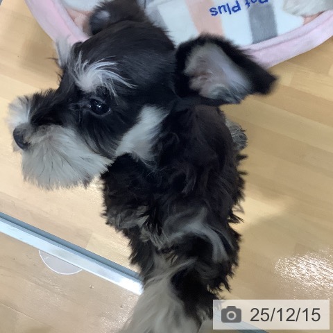 千葉県のミニチュアシュナウザー (ペットプラス 八千代緑が丘店/2025年10月6日生まれ/女の子/ブラックシルバー)の子犬の4枚目の画像