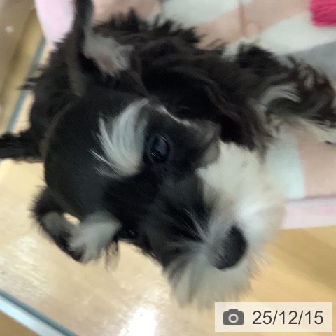 千葉県のミニチュアシュナウザー (ペットプラス 八千代緑が丘店/2025年10月6日生まれ/女の子/ブラックシルバー)の子犬の3枚目の画像