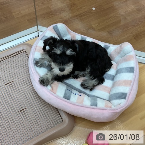 千葉県のミニチュアシュナウザー (ペットプラス 八千代緑が丘店/2025年10月6日生まれ/女の子/ブラックシルバー)の子犬の3枚目の画像