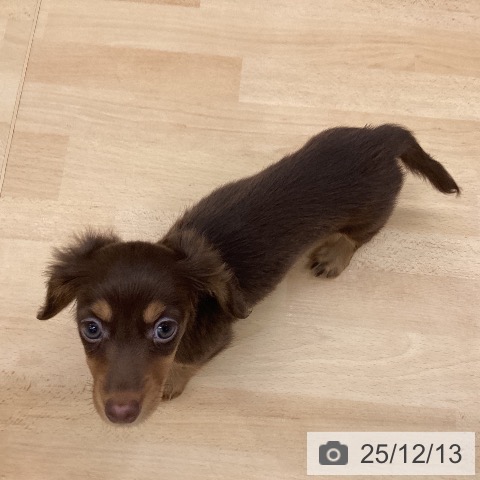 ミニチュア・ダックスフンドの写真