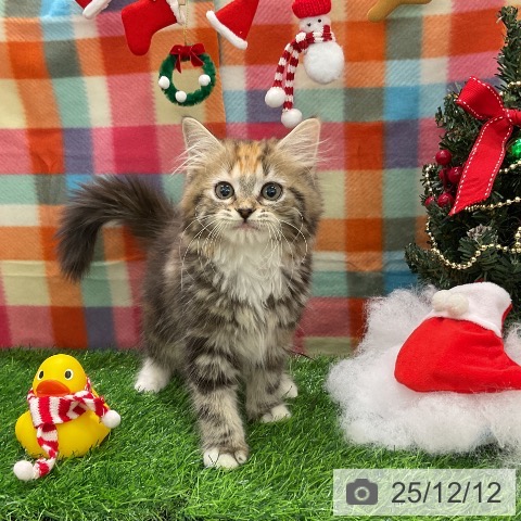 千葉県のミヌエット (ペットプラス コトエ流山おおたかの森店/2025年9月22日生まれ/女の子/ブラウンパッチドタビーホワイト)の子猫の4枚目の画像