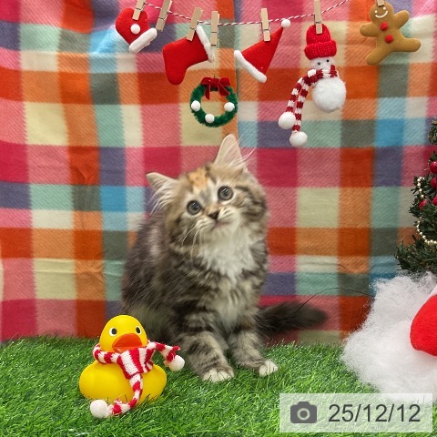 千葉県のミヌエット (ペットプラス コトエ流山おおたかの森店/2025年9月22日生まれ/女の子/ブラウンパッチドタビーホワイト)の子猫の3枚目の画像