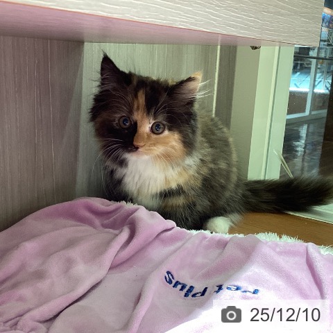 ミヌエットの写真