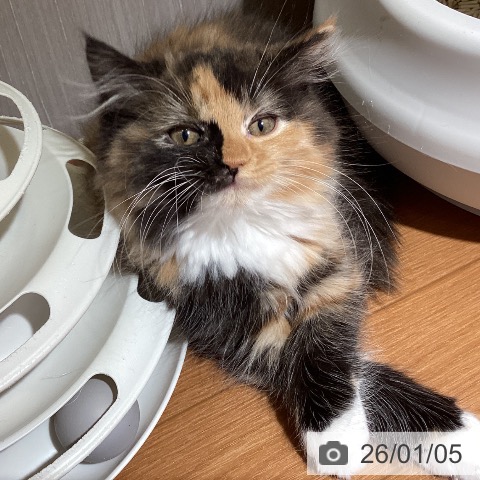 埼玉県のミヌエット (ペットプラス イオンモール春日部店/2025年9月22日生まれ/女の子/キャリコ)の子猫の4枚目の画像