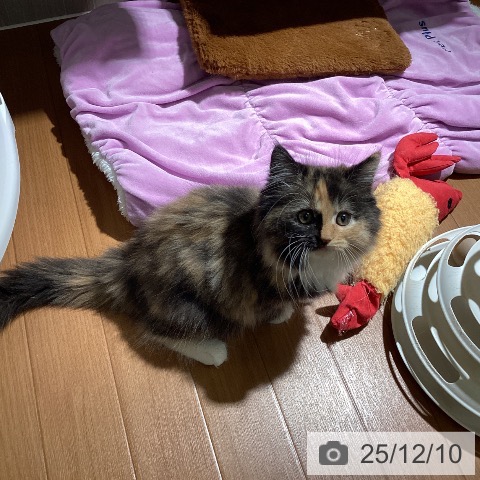 ミヌエットの写真