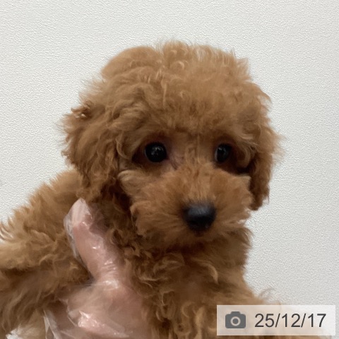 埼玉県のトイプードル(トイ) (ペットプラス ピオニウォーク東松山店/2025年10月5日生まれ/男の子/レッド)の子犬の4枚目の画像