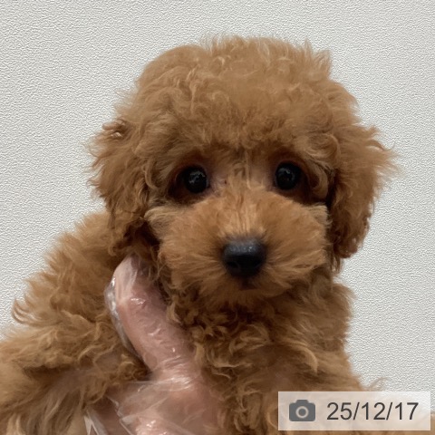 埼玉県のトイプードル(トイ) (ペットプラス ピオニウォーク東松山店/2025年10月5日生まれ/男の子/レッド)の子犬の3枚目の画像