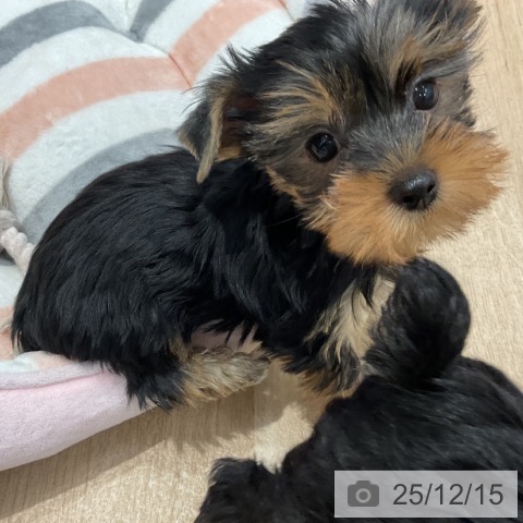 群馬県のヨークシャーテリア (ペットプラス イオンモール太田店/2025年10月4日生まれ/女の子/スチールブルータン)の子犬の3枚目の画像