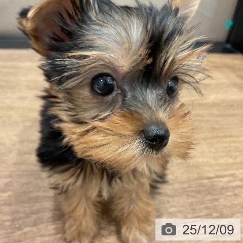 埼玉県のヨークシャーテリア (ペッツワン 吉川美南店/2025年10月4日生まれ/女の子/スチールブルータン)の子犬の4枚目の画像