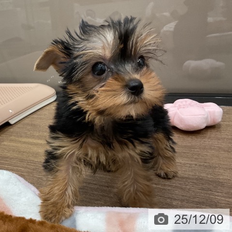 埼玉県のヨークシャーテリア (ペッツワン 吉川美南店/2025年10月4日生まれ/女の子/スチールブルータン)の子犬の3枚目の画像