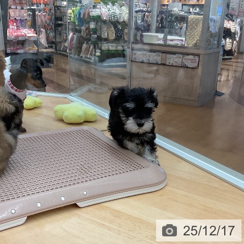 埼玉県のミニチュアシュナウザー (ペットプラス 浦和美園店/2025年9月29日生まれ/男の子/ブラックシルバー)の子犬の3枚目の画像