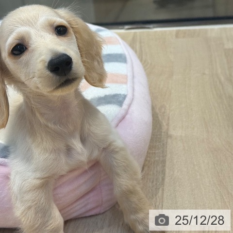 東京都のミニチュアダックスフンド(ロング) (ペットプラス アクアシティお台場店/2025年10月6日生まれ/男の子/イエロー)の子犬の4枚目の画像