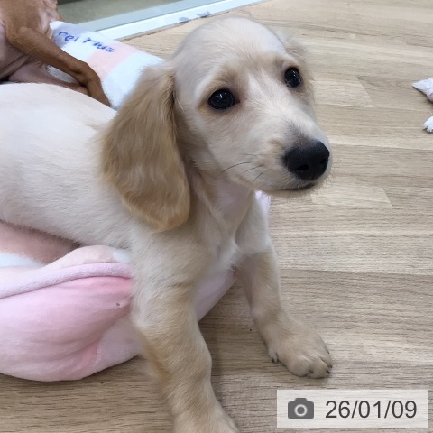 東京都のミニチュアダックスフンド(ロング) (ペットプラス 日の出店/2025年10月6日生まれ/男の子/イエロー)の子犬の4枚目の画像