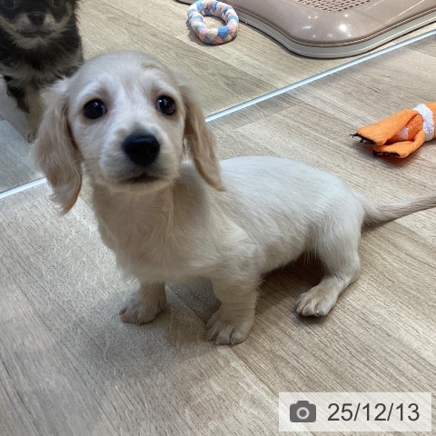 ミニチュア・ダックスフンドの写真