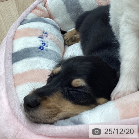 宮城県のミニチュアダックスフンド(ロング) (ペットプラス 名取店/2025年10月6日生まれ/男の子/ブラックタン)の子犬の4枚目の画像